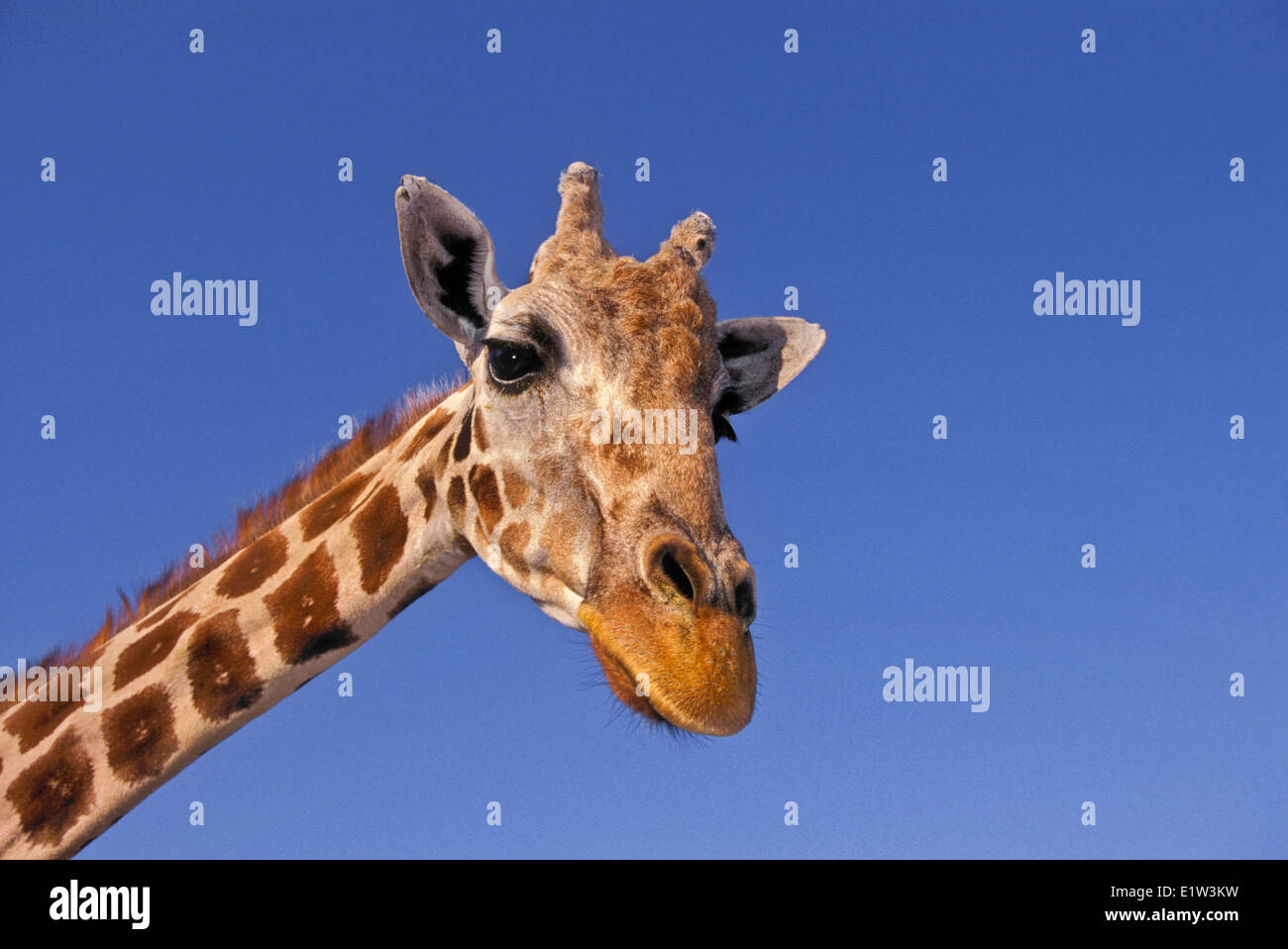 Masai Giraffe (Giraffa camelopardalis tippelskrichi) found in Kenya and Tanzania. The tallest land mammal in the world. Stock Photo