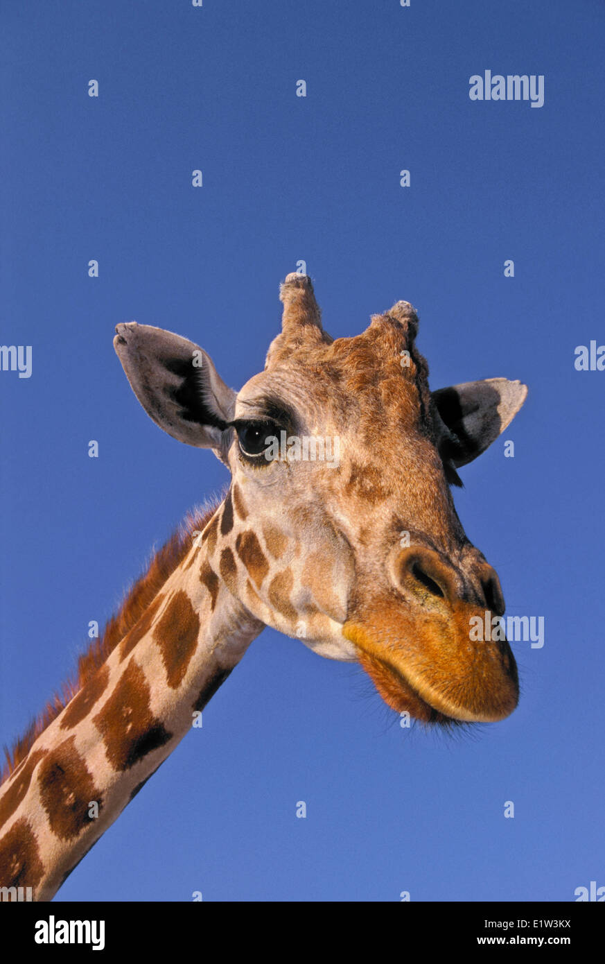 Masai Giraffe (Giraffa camelopardalis tippelskrichi) found in Kenya and Tanzania. The tallest land mammal in the world. Stock Photo