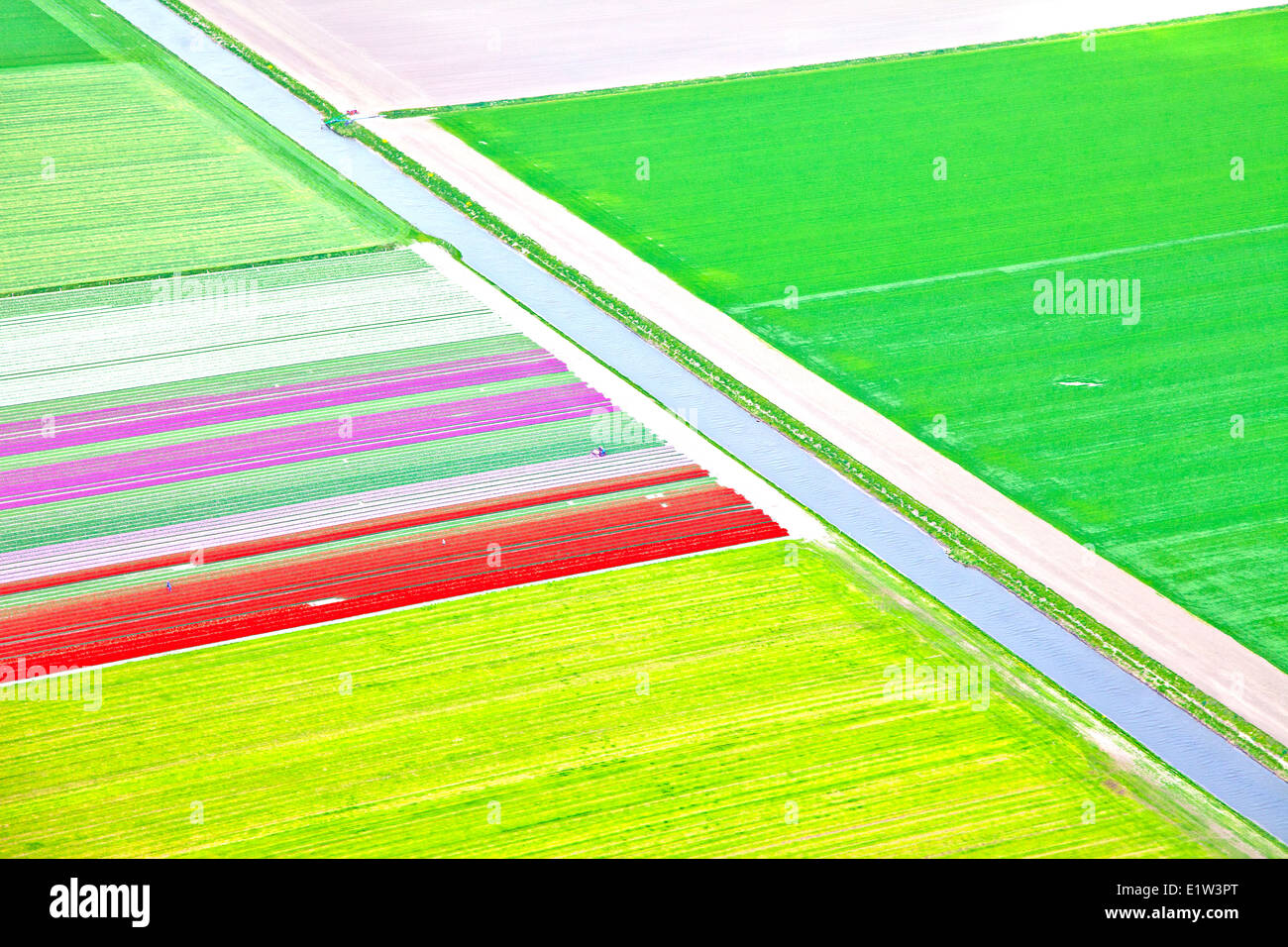 Dutch colourful flower field from above Stock Photo