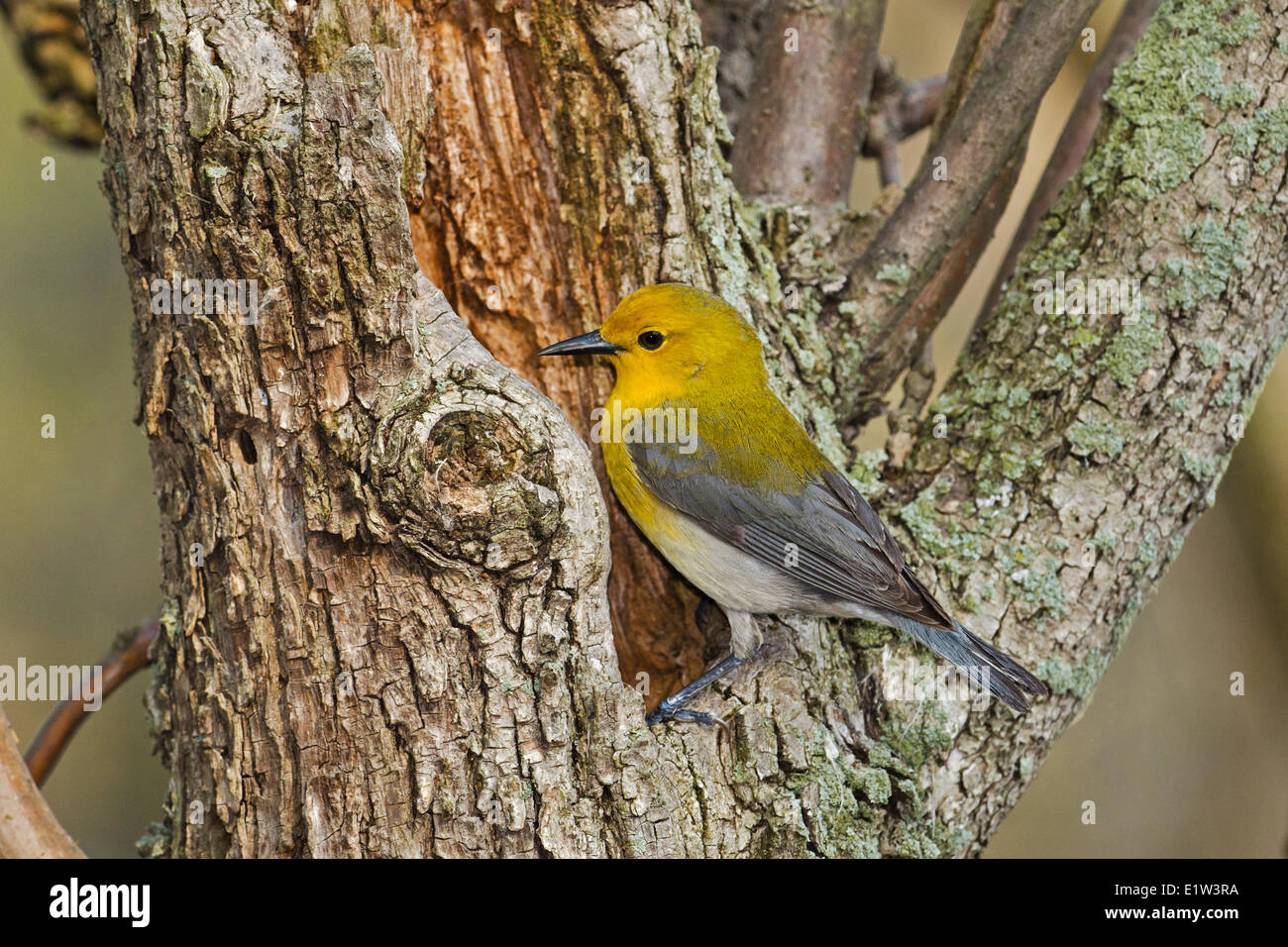 Prothonotary Warbler (Protonotaria citrea) male in spring its breeding range includes much eastern USA southwestern Ontario Stock Photo