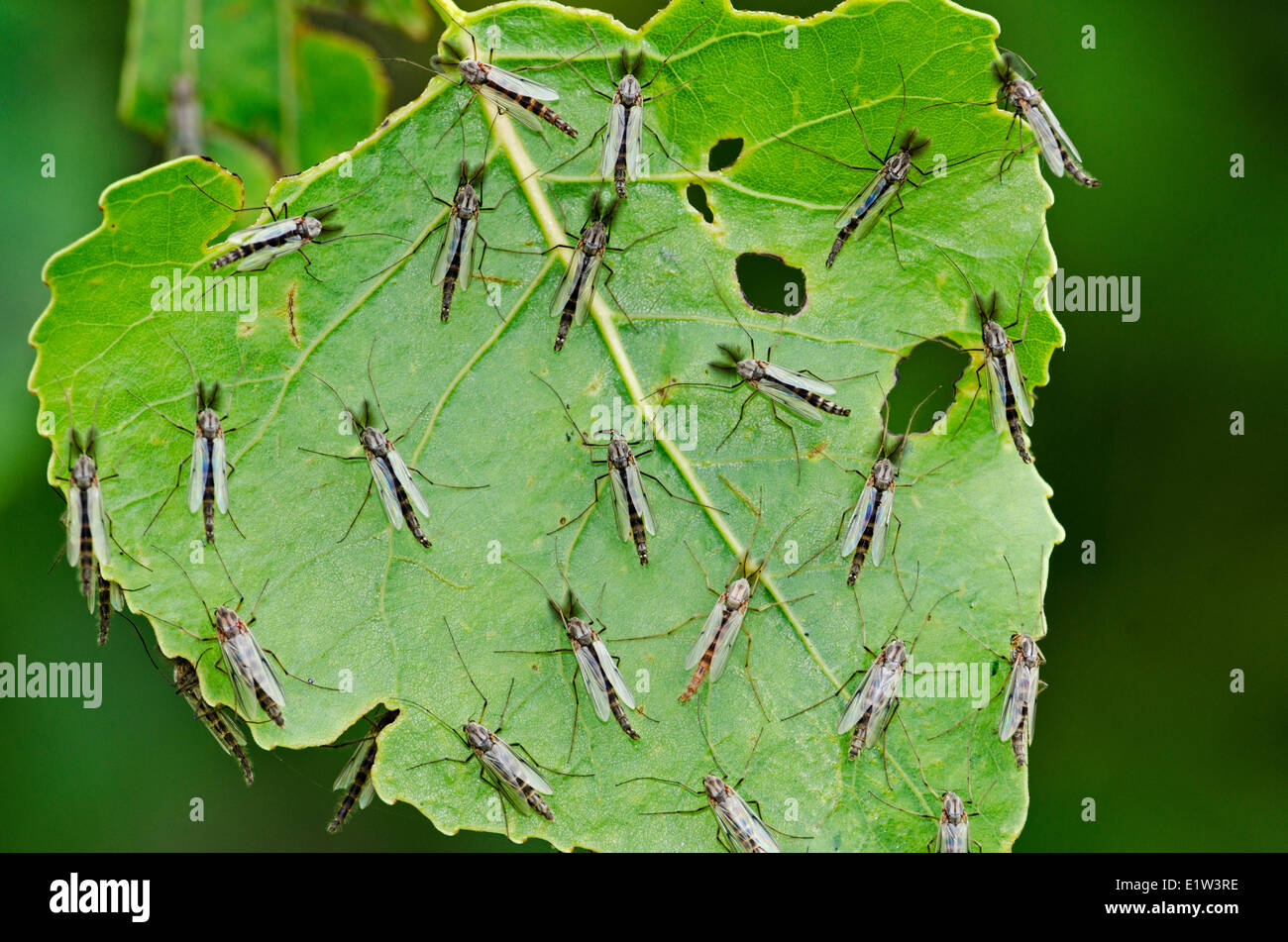 Non-biting Midges (chironomidae family) roosting on Eastern Cottonwood leaf provide food source for migrating songbirds spring Stock Photo