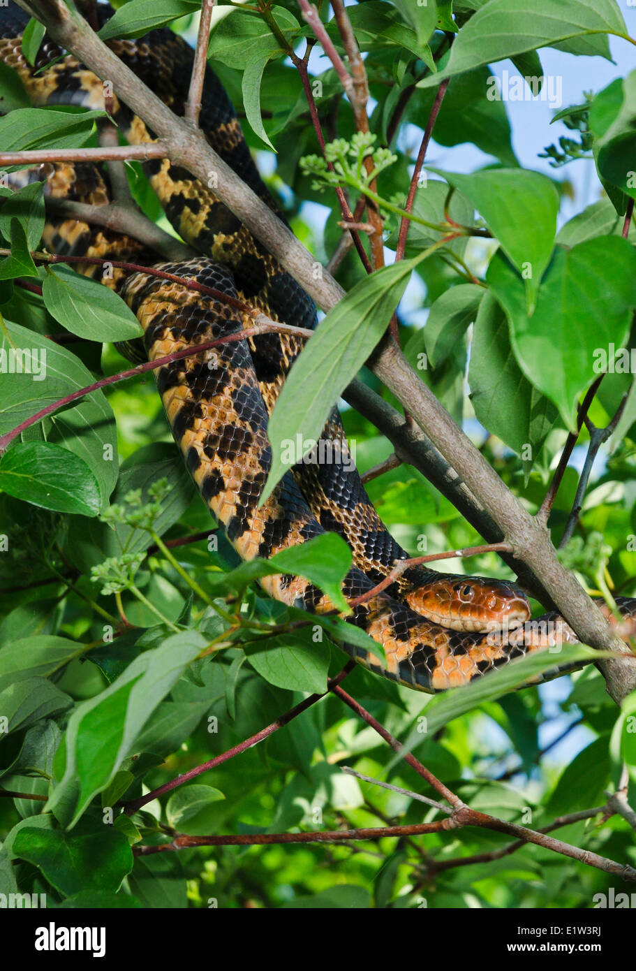 Eastern Fox Snake (Pantherophis gloydi) hunting in tree, spring, Lake Erie region, North America. Stock Photo