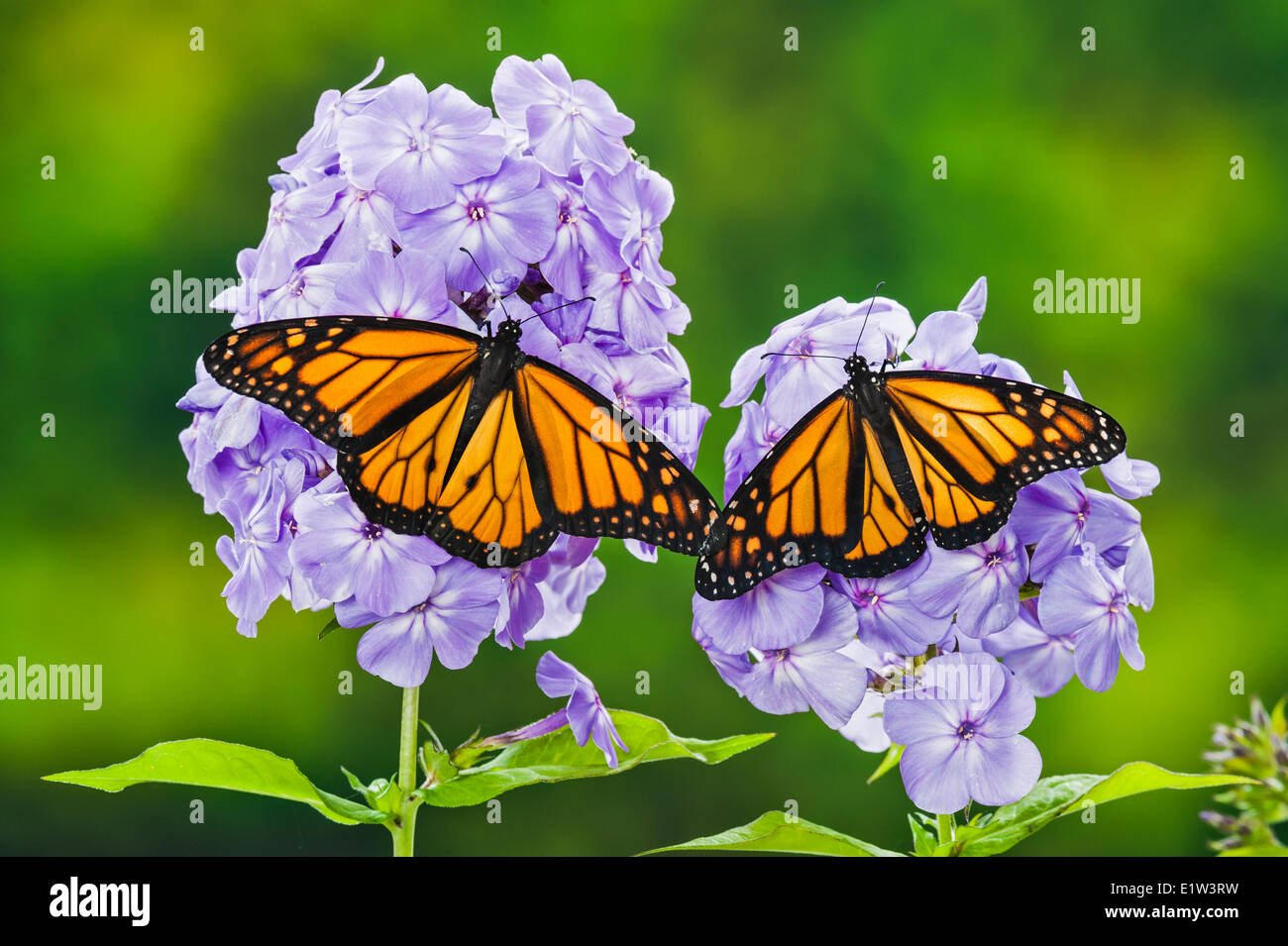 Monarch  (Danaus plexippus) butterflies on garden phlox (Phlox paniculata) flowers, summer, North America. Stock Photo