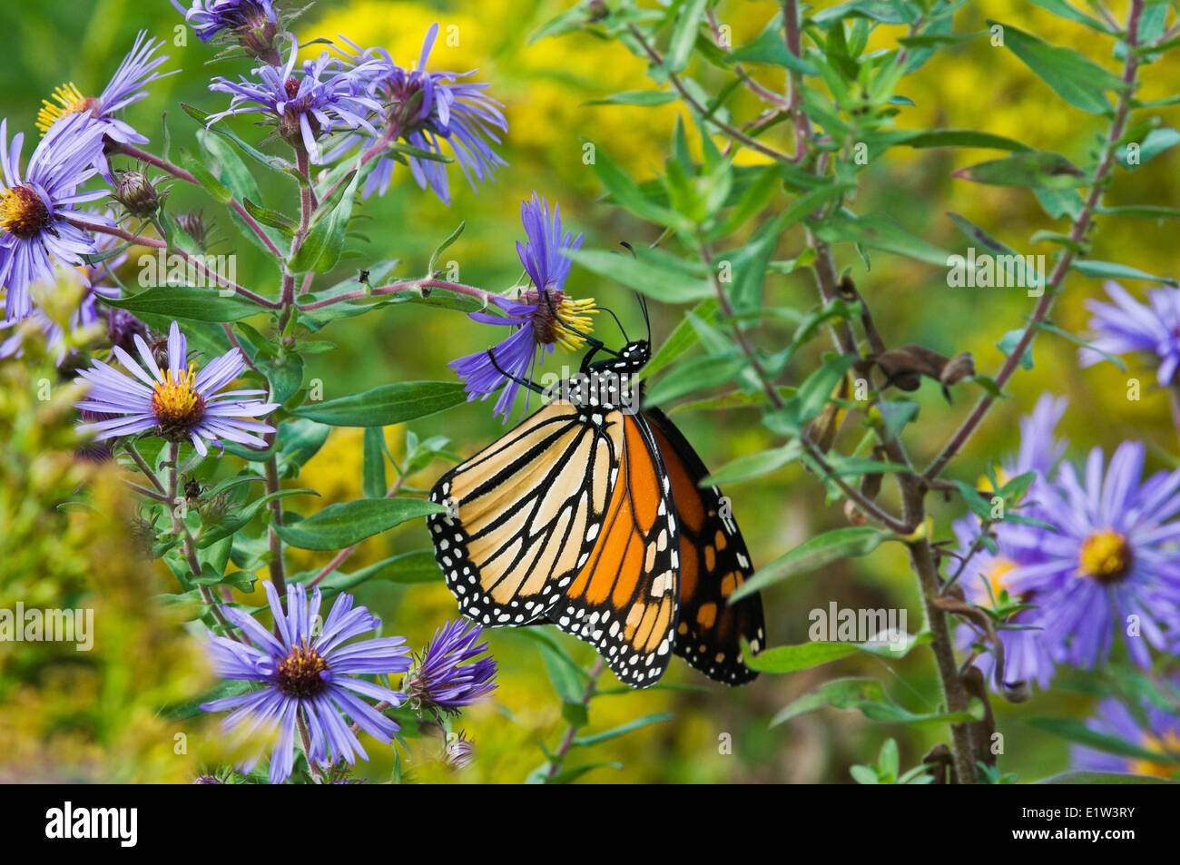 Monarch butterfly (Danaus plexippus) on shoreline Lake Erie Ontario Canada sips nectar September aster preparing for annual Stock Photo