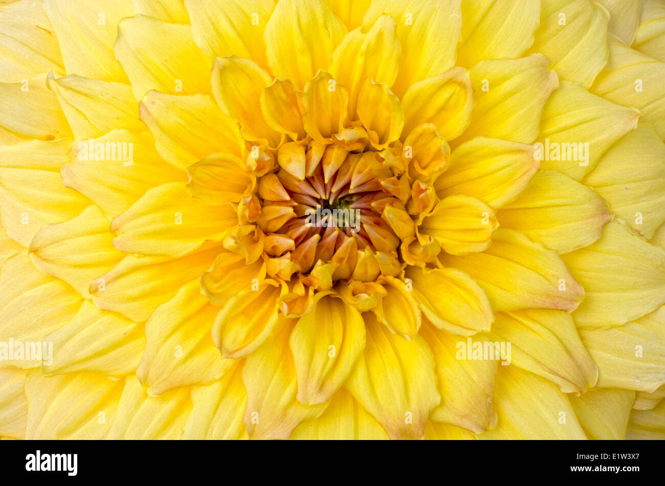 Dahlia close ups hi-res stock photography and images - Alamy