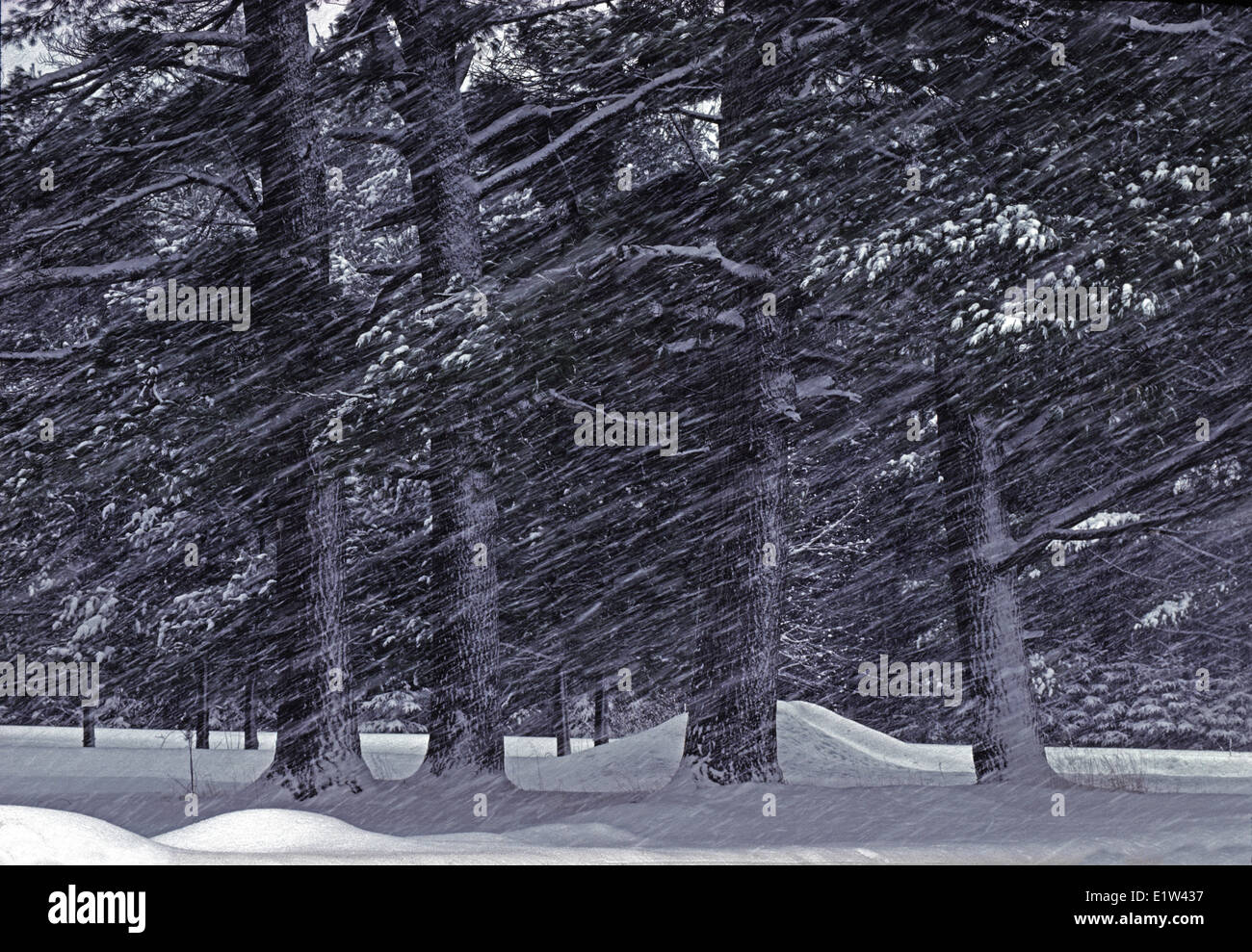 Dwight ontario hires stock photography and images Alamy