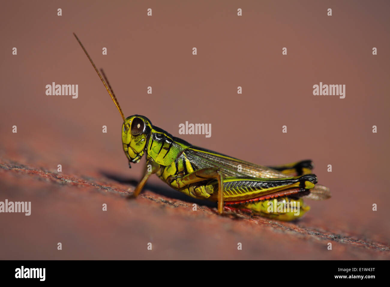 Grasshopper, (Caelifera), Georgian Bay, Ontario Stock Photo