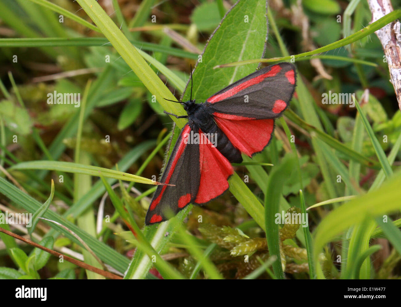 Cinnabar Moth, Tyria jacobaeae, Arctiidae. A Day Flying Moth. Stock Photo