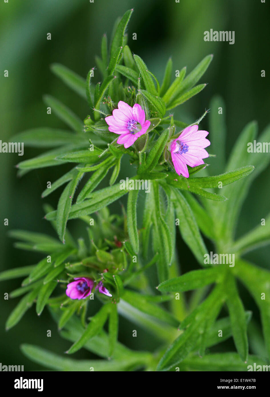 Cut Leaved Cranesbill, Geranium dissectum, Geraniaceae. Stock Photo