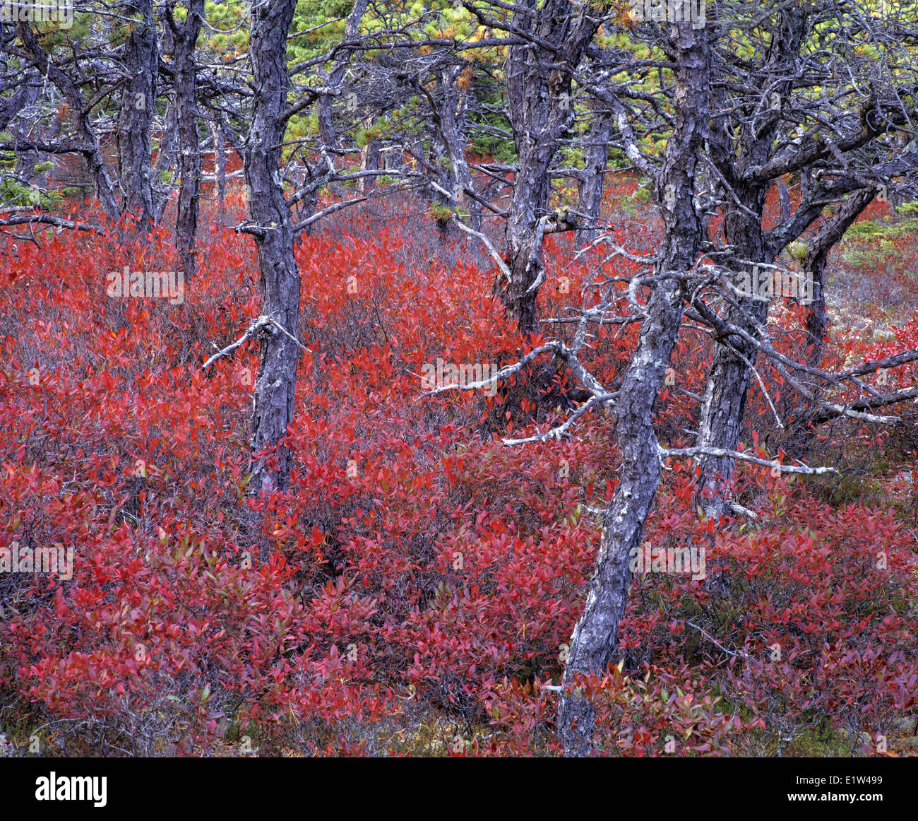 Huckleberries in autumn with pine trees at Acadia National Park. Maine