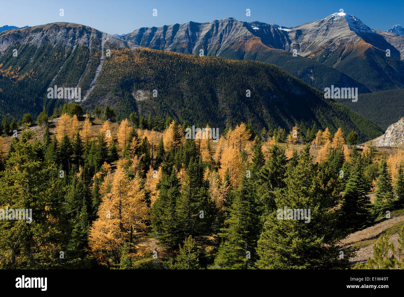 Simpson Ridge, From Citadel Pass Trail, Mount Assiniboine Provincial Park, BC Stock Photo