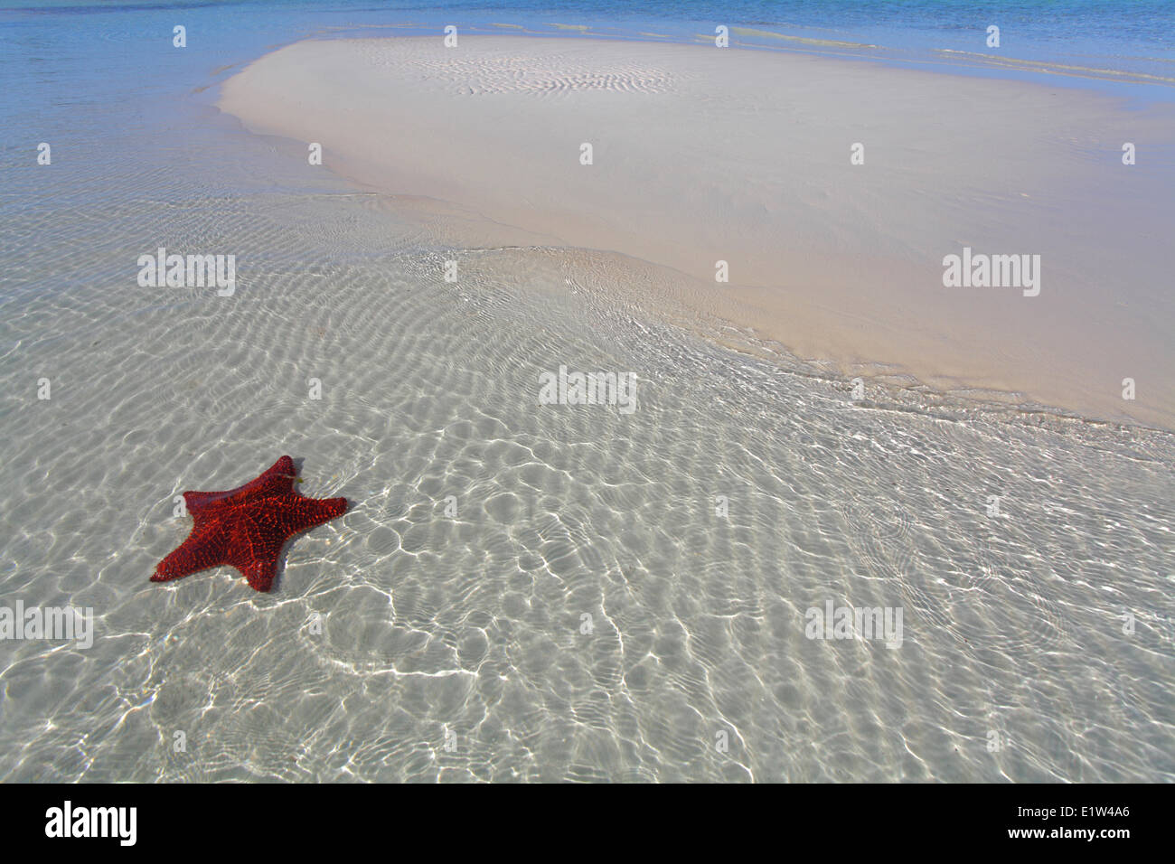 Starfish on Beach, Eleuthera, Bahamas Stock Photo