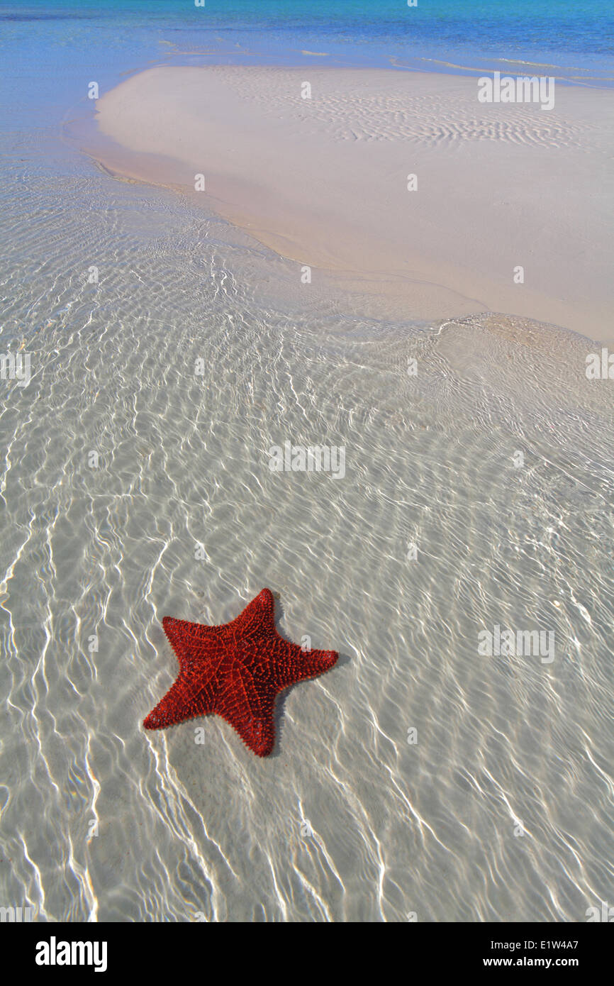 Starfish, Eleuthera, Bahamas Stock Photo