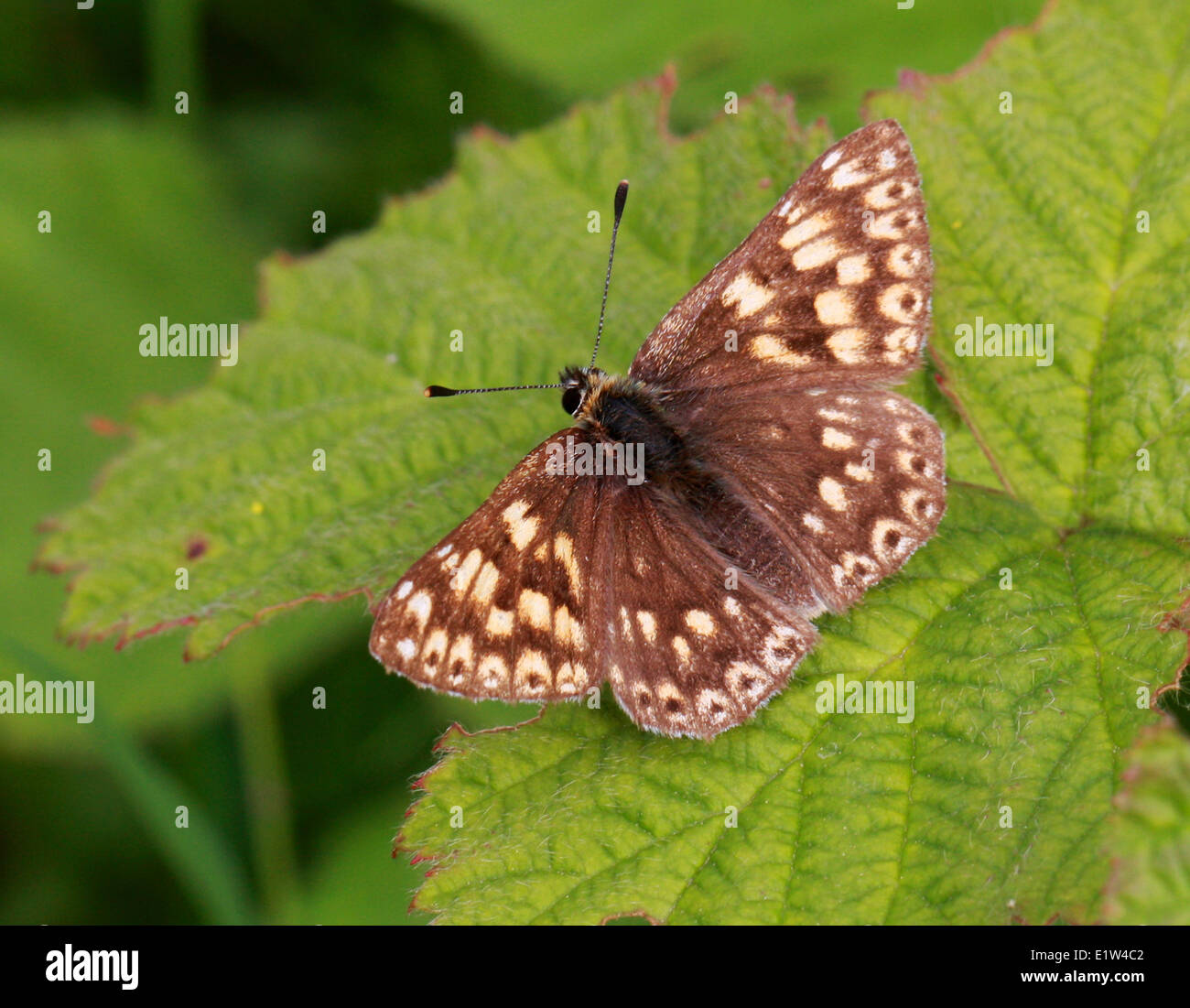 Duke of Burgundy, Hamearis lucina, Hamearini, Riodininae, Riodinidae, Lepidoptera. Male. May, Chalk Downs, Bedfordshire, UK. Stock Photo