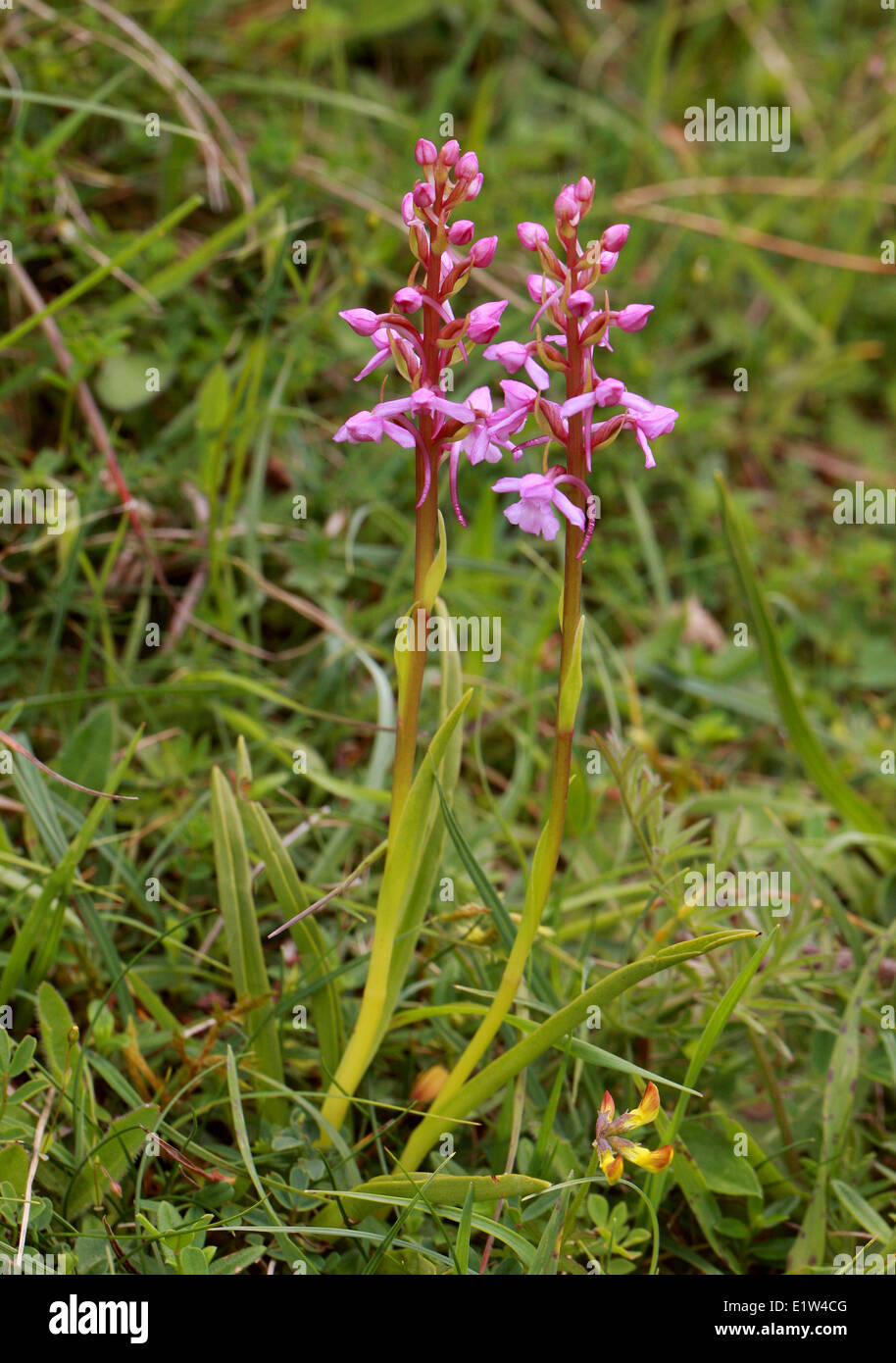 Fragrant Orchid, Gymnadenia conopsea, Orchidaceae. Stock Photo