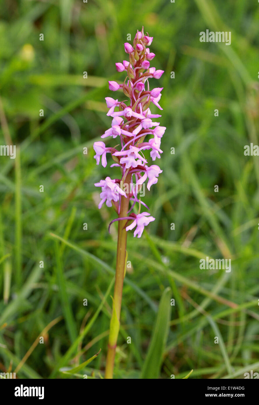 Fragrant Orchid, Gymnadenia conopsea, Orchidaceae. Stock Photo