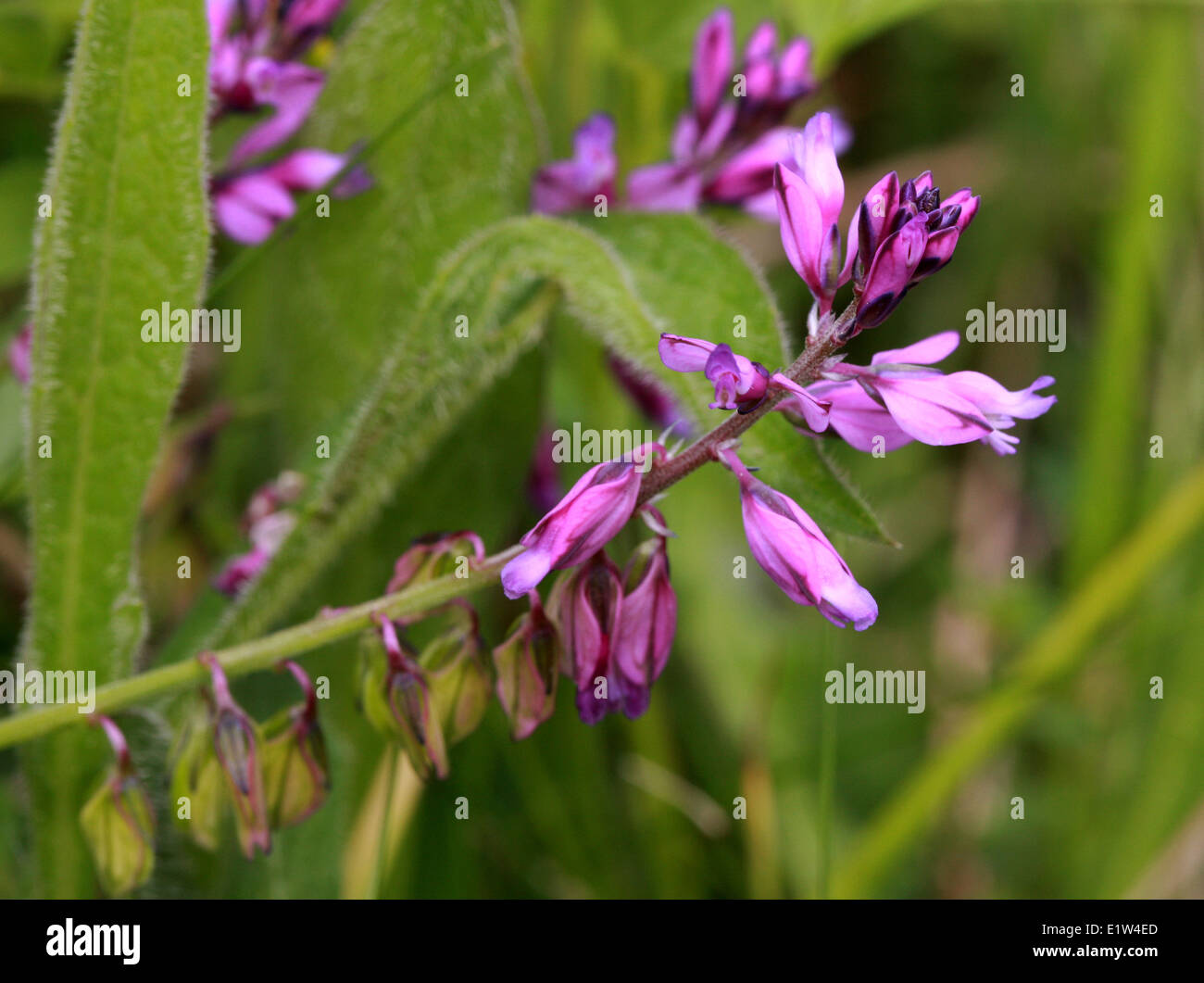 Common Milkwort, Polygala vulgaris, Polygalaceae. Stock Photo