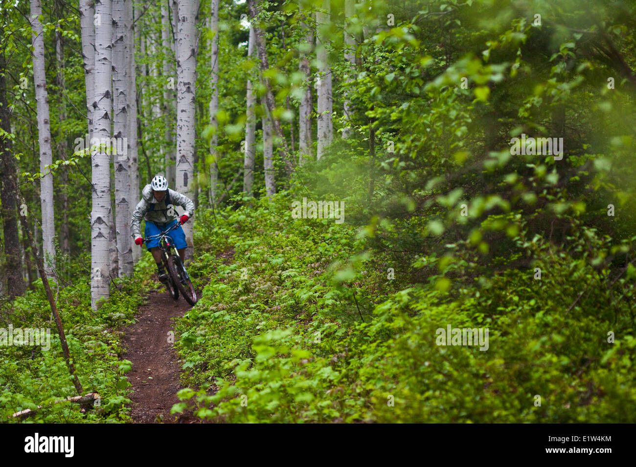 A young male mountain biker riding the Moonraker cross country trail system near Golden, BC Stock Photo