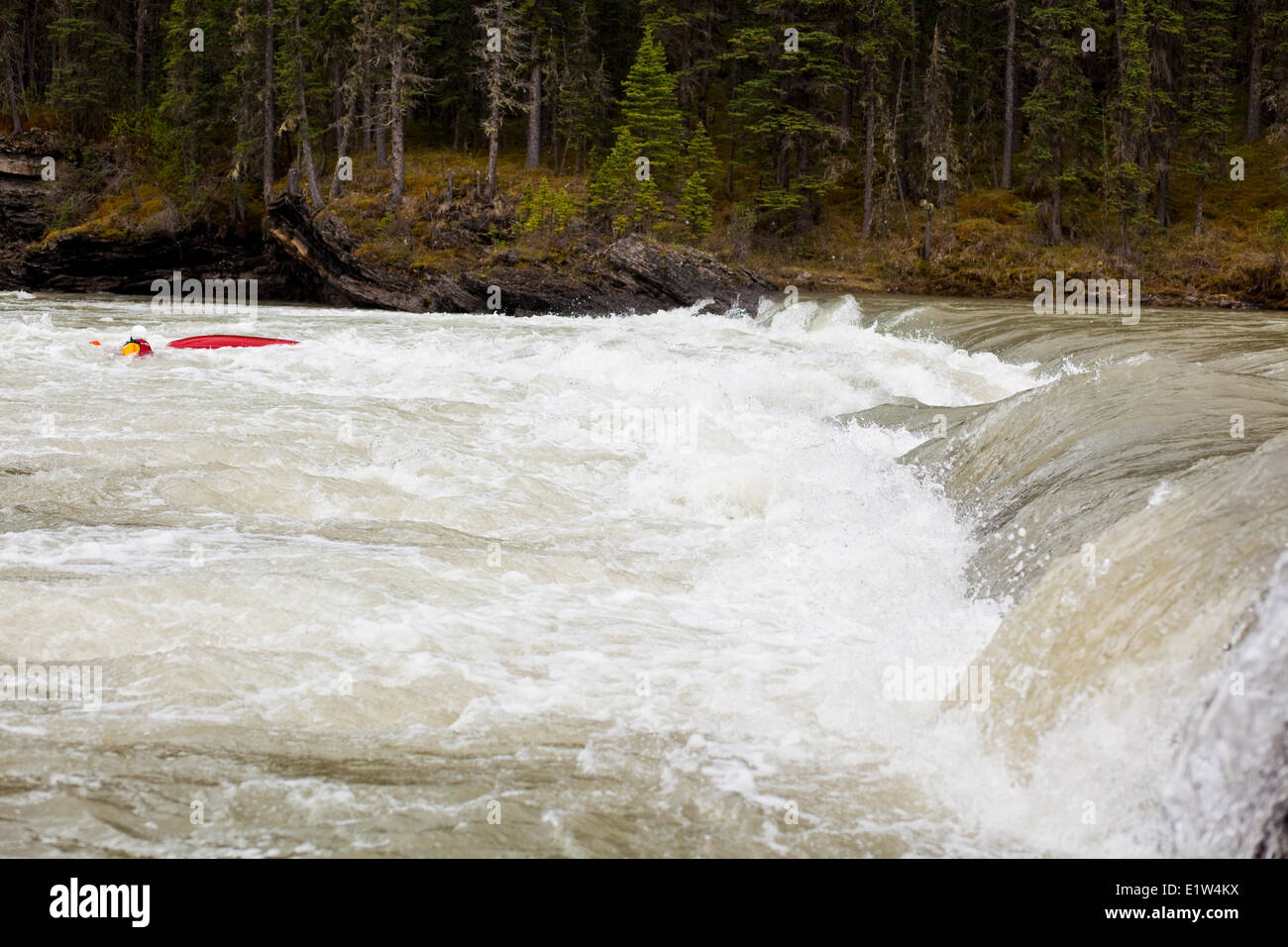 A female kayaker swimming over a dangerous rapid on the Red Deer River, AB Stock Photo
