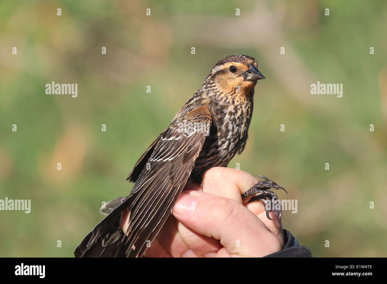 Juvenile or Female Red Wing Blackbird Stock Photo - Alamy