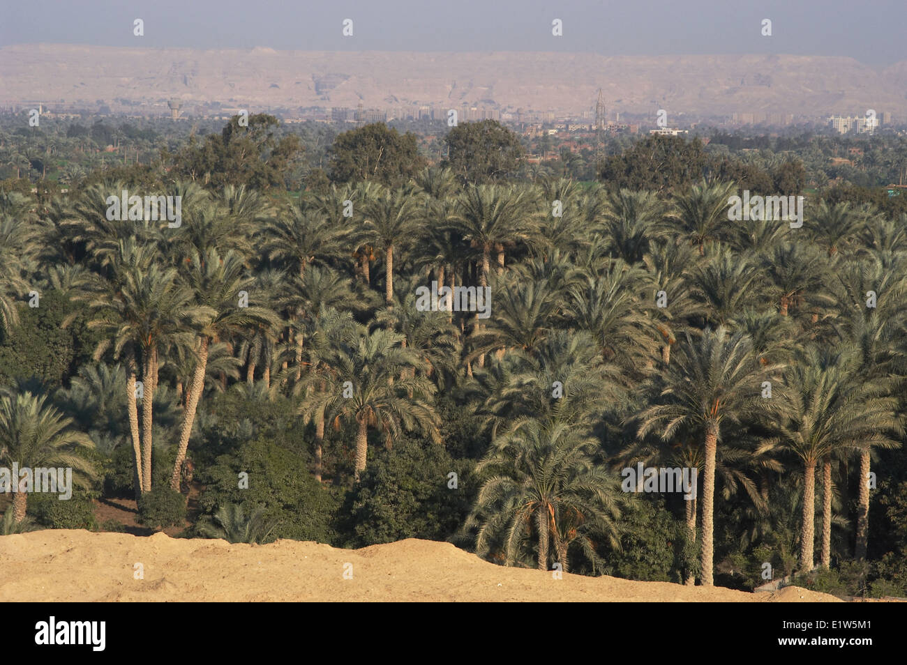 Egypt palm trees hires stock photography and images Alamy