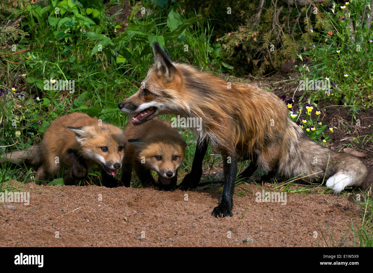 Red fox, Vulpes vulpes, mother and kits/young.  Young are in submissive position. Spring. Stock Photo