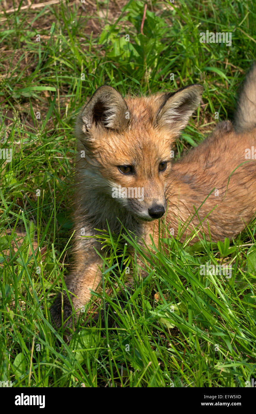 Red Fox kit or young resting in green grass, Vulpes vulpes, North America. Stock Photo