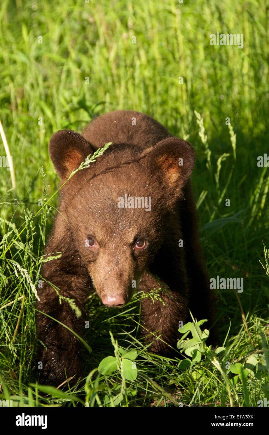 American black bear cub, Ursus americanus, cinnamon color phase Stock