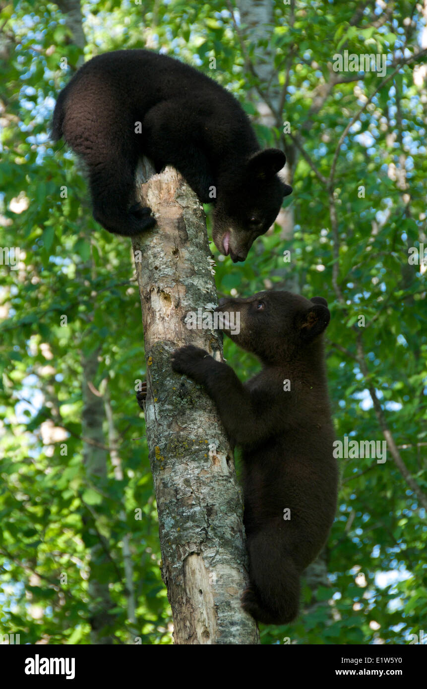 Black Bear Cubs Tree High Resolution Stock Photography and Images - Alamy