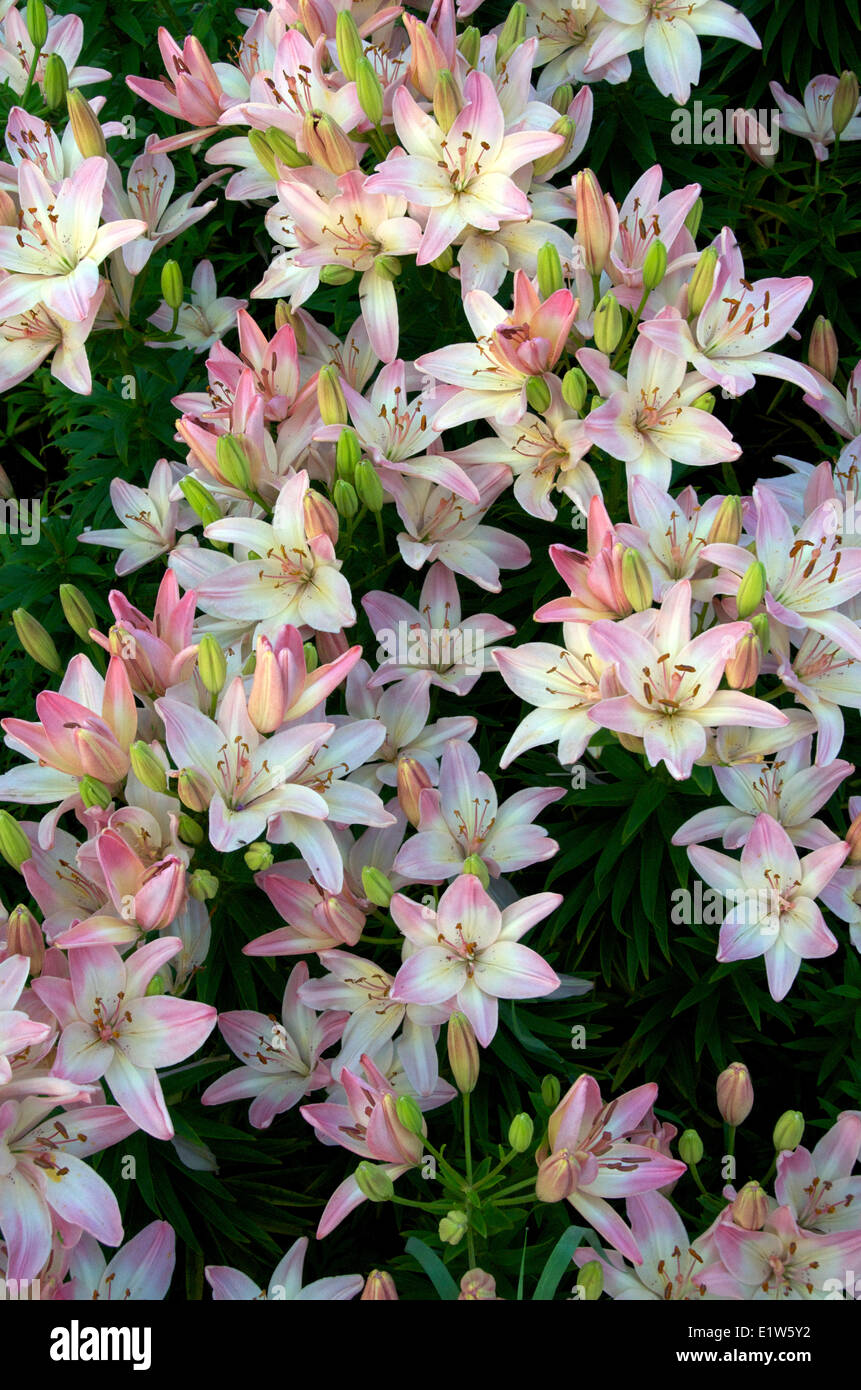 Full frame of blossoming domestic Asiatic Lillies in garden. Northern Ontario. Canada. Stock Photo