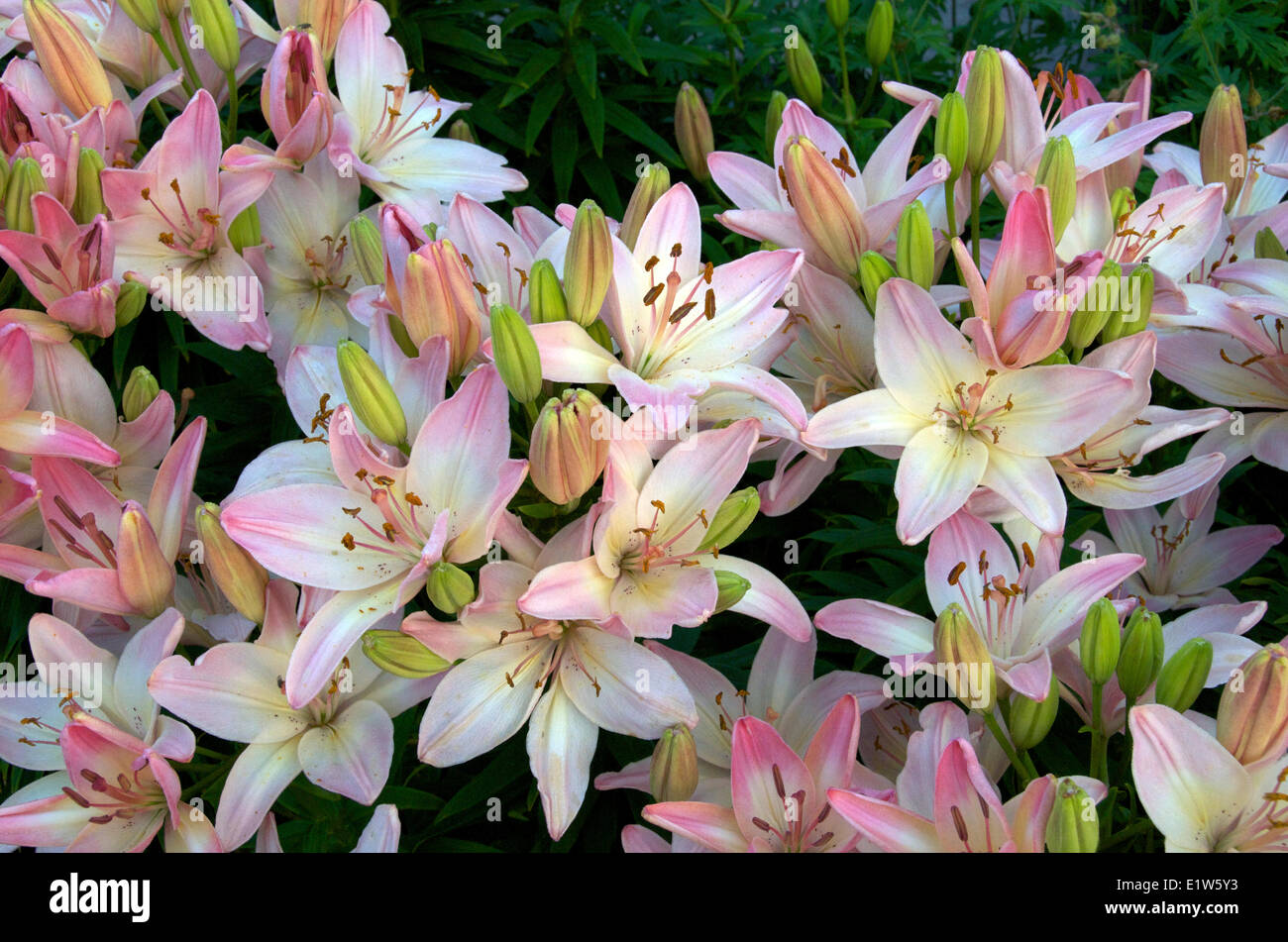 Blossoming domestic Asiatic Lillies in garden.  Northern Ontario; Canada. Stock Photo