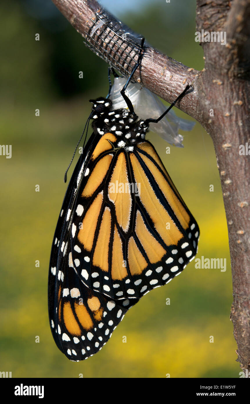 Monarch butterfly Danaus plexippus emerged chrysalis (visible) as a butterfly.  Wings are full size.  Lake Superior Ontario Stock Photo