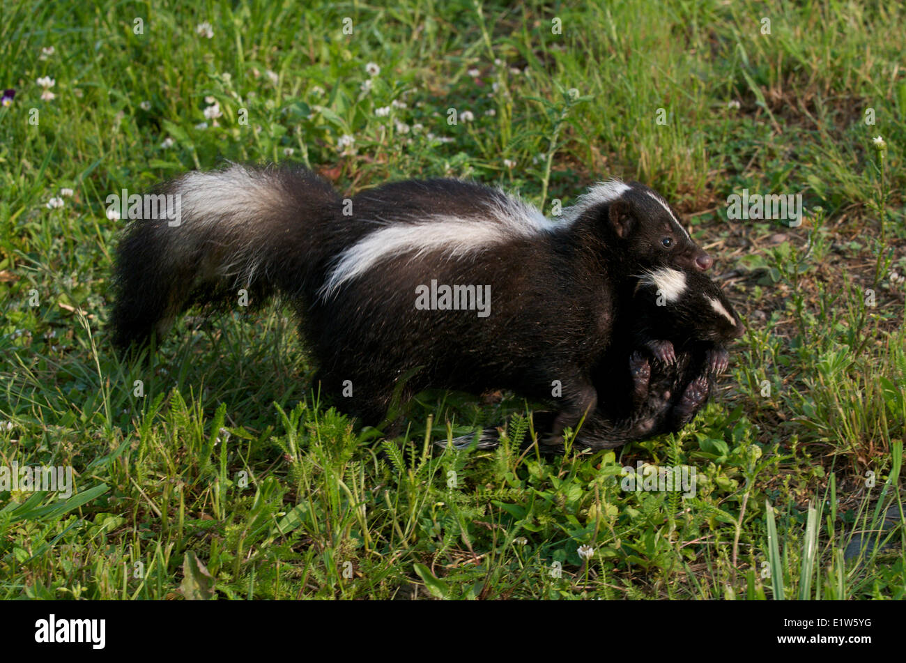 Striped skunk, Mephitis mephitis, mother carrying or moving baby skunk by the neck, Stock Photo
