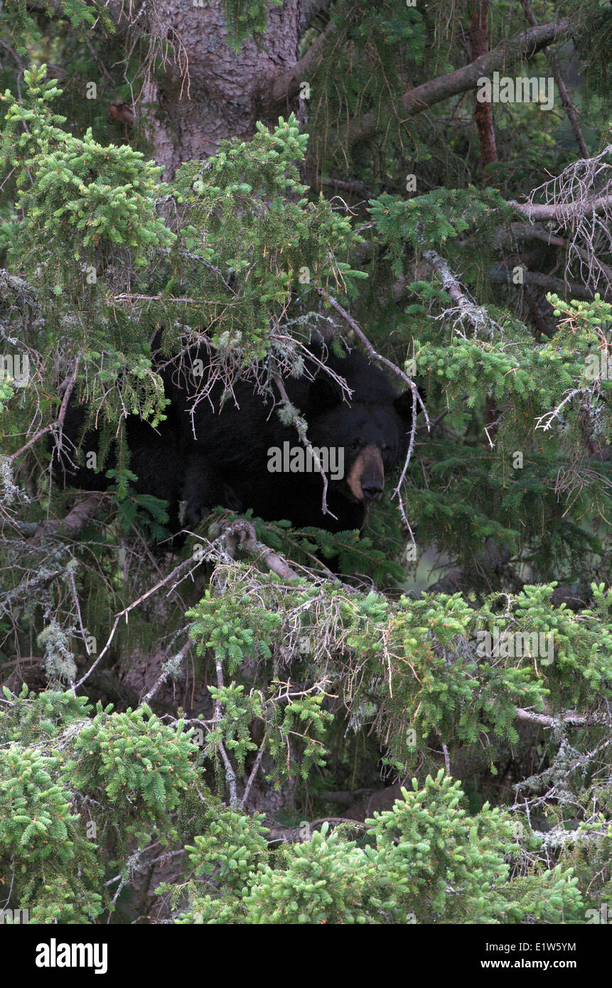 Wild American Black bear, Ursus americanus, taking cover in branches of white spruce tree, Northern Ontario, Canada Stock Photo