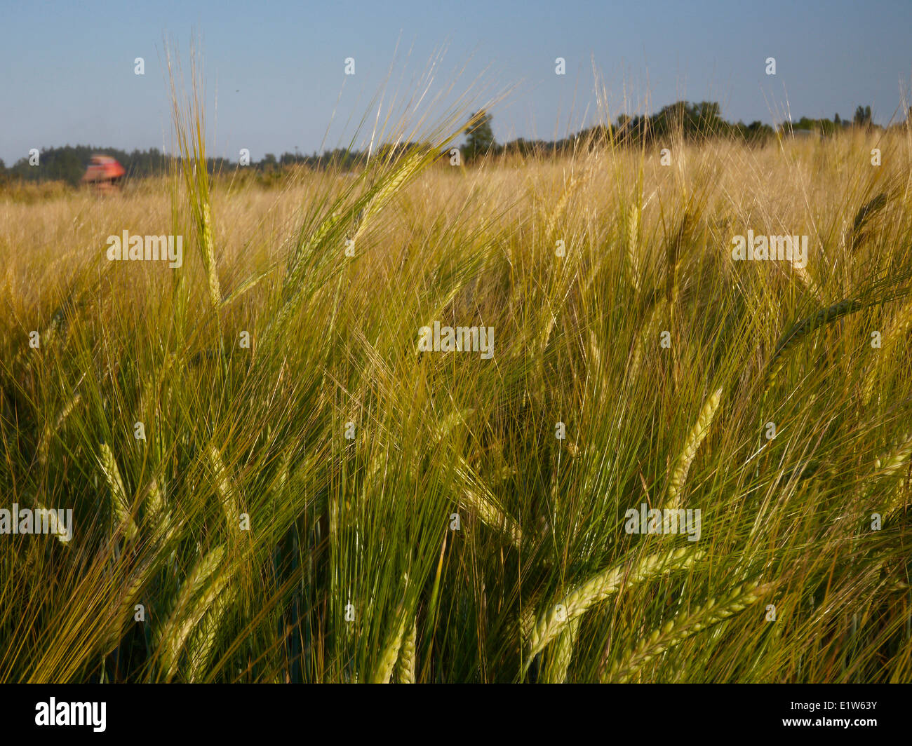 Wheat field in Nova Scotia, Canada Stock Photo Alamy