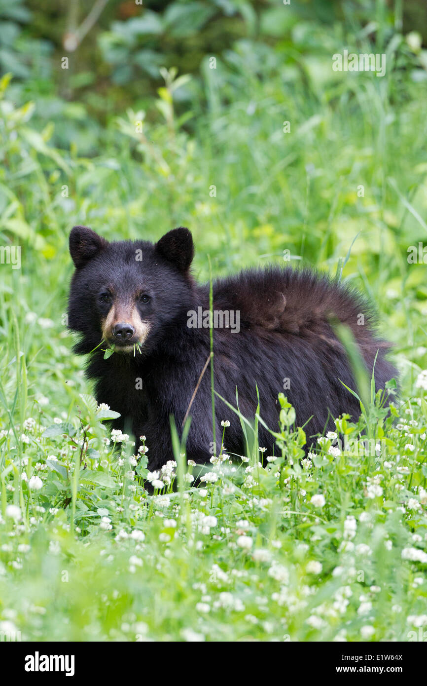 Young black bear (Ursus americanus), eating clover (Trifolium sp.), southwest British Columbia. Stock Photo