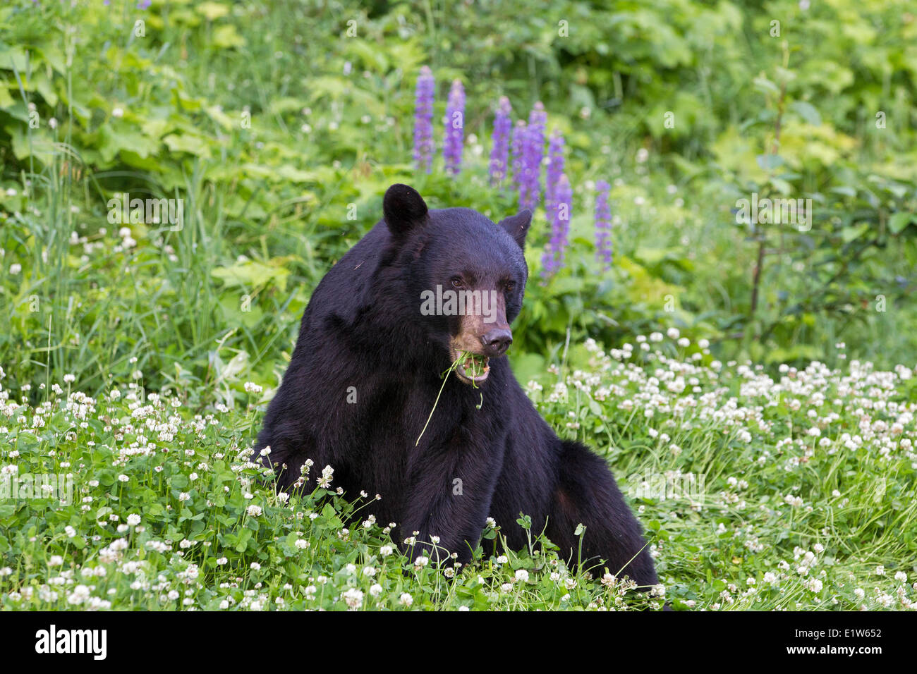 Black bear (Ursus americanus), eating clover (Trifolium sp.),  southwest British Columbia. Stock Photo