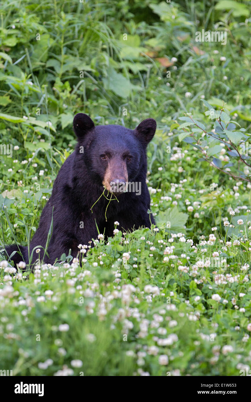 Black bear (Ursus americanus), eating clover (Trifolium sp.),  southwest British Columbia. Stock Photo