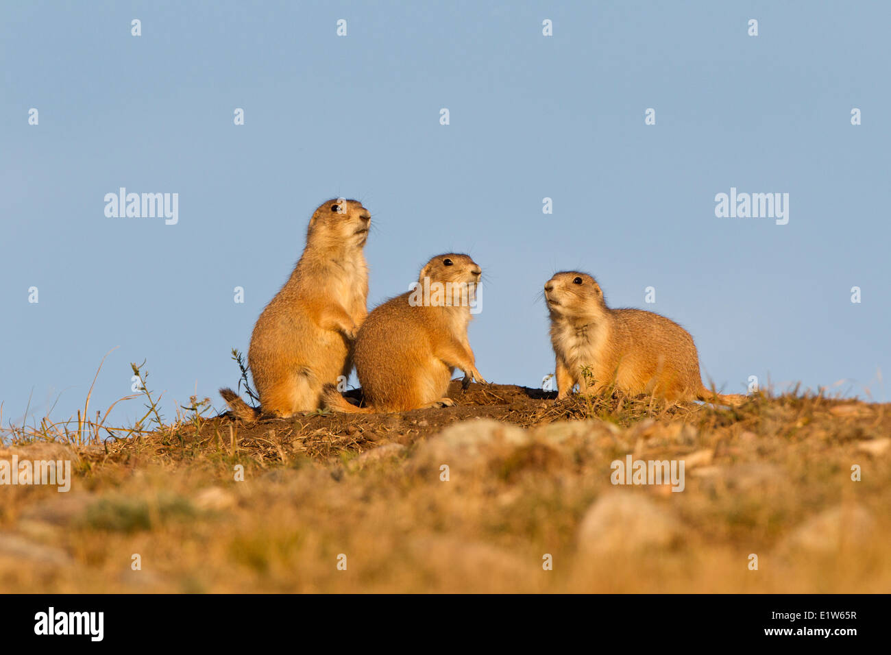 Black-tailed prairie dogs (Cynomys ludovicianus), at burrow entrance, Wind Cave National Park, South Dakota. Stock Photo