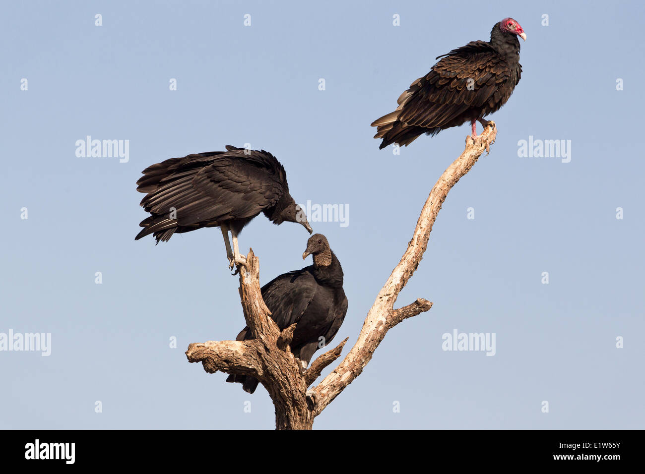 Black vultures (Coragyps atratus) turkey vulture (Cathartes aura) (top) Martin Refuge near Edinburg South Texas. These Stock Photo