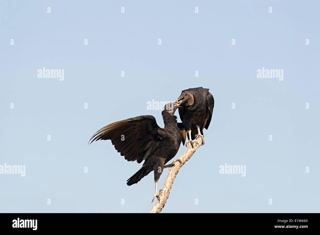 Black vulture (Coragyps atratus) adult (top) regurgitating scavenged carrion to feed fledlging Martin Refuge near Edinburg Stock Photo