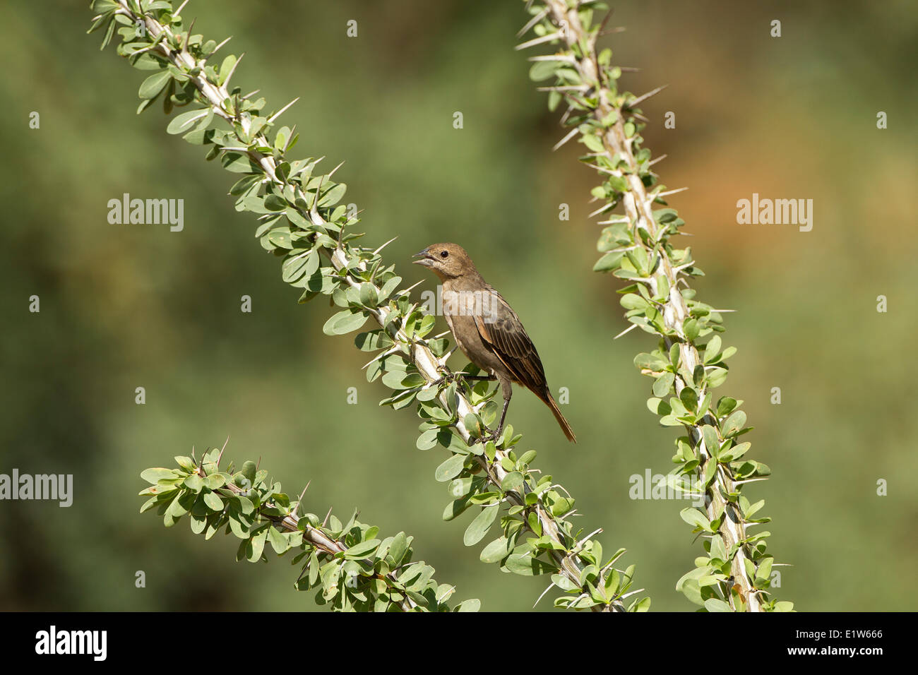 Brown-headed cowbird (Molothrus ater) probably juvenile in ocotillo (Fouquieria splendens) Elephant Head Pond Amado Arizona. Stock Photo