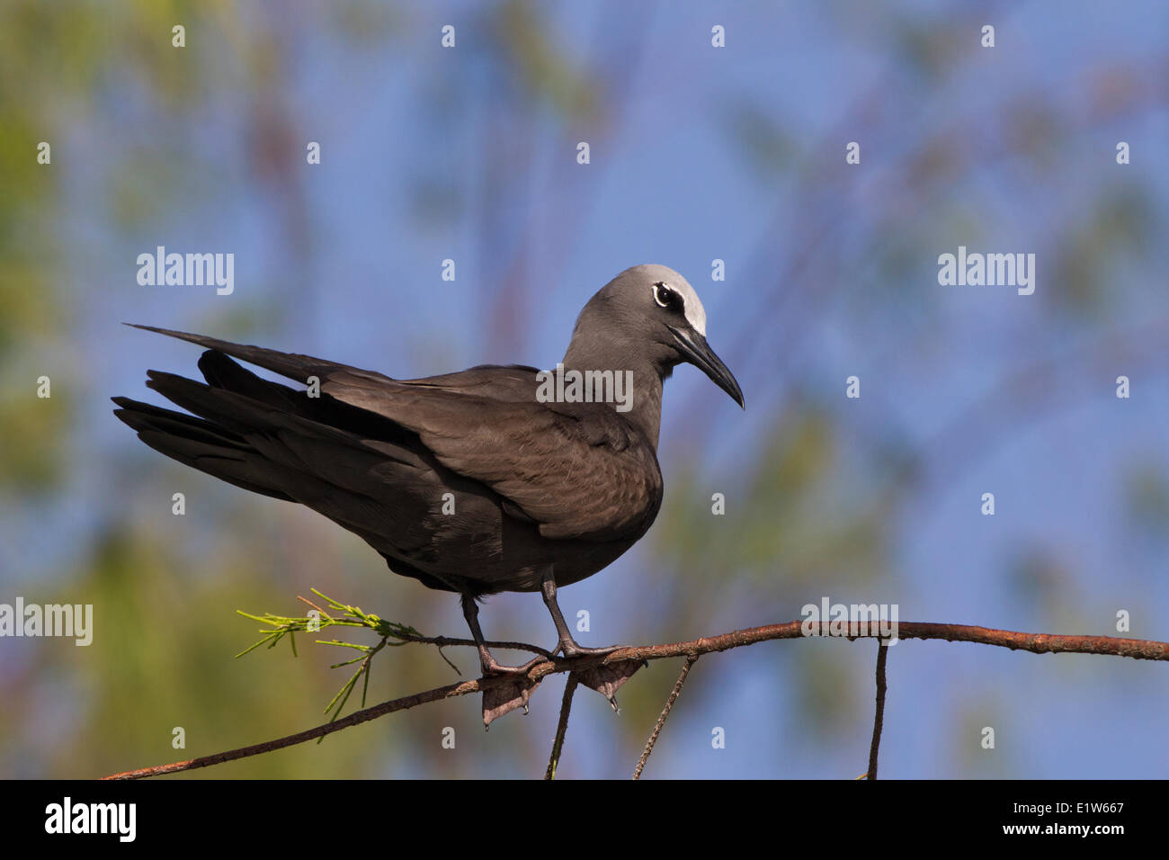 Brown noddy (Anous stolidus pileatus) roosting in invasive ironwood tree (Casuarina equisetifolia) Sand Island Midway Atoll Stock Photo