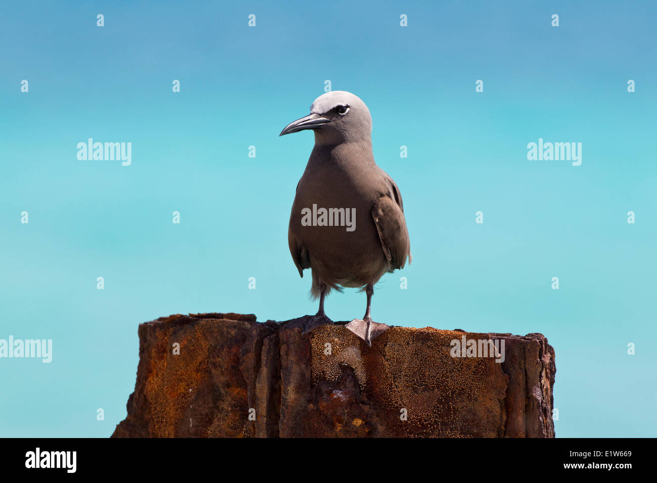 Brown noddy (Anous stolidus pileatus), Sand Island, Midway Atoll National Wildlife Refuge, Northwest Hawaiian Islands. Stock Photo