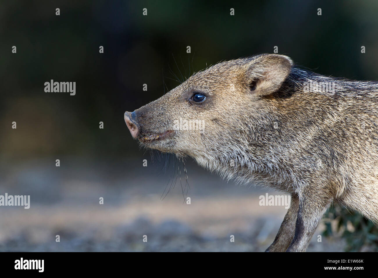 Collared peccary (Pecari tajacu), young, Martin Refuge, near Edinburg, South Texas. Stock Photo