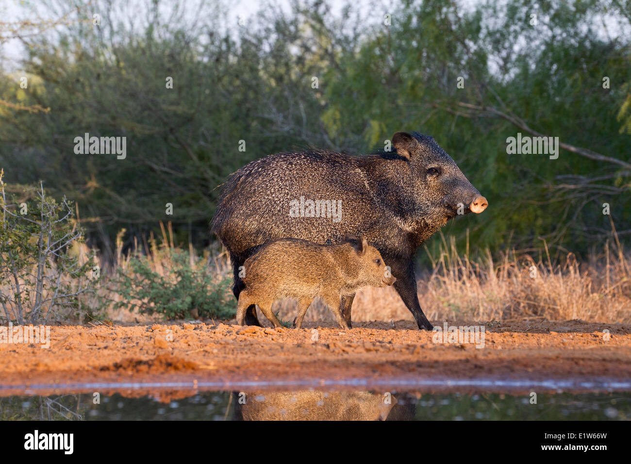 Collared peccary (Pecari tajacu), adult and young, Santa Clara Ranch, near Edinburg, South Texas. Stock Photo