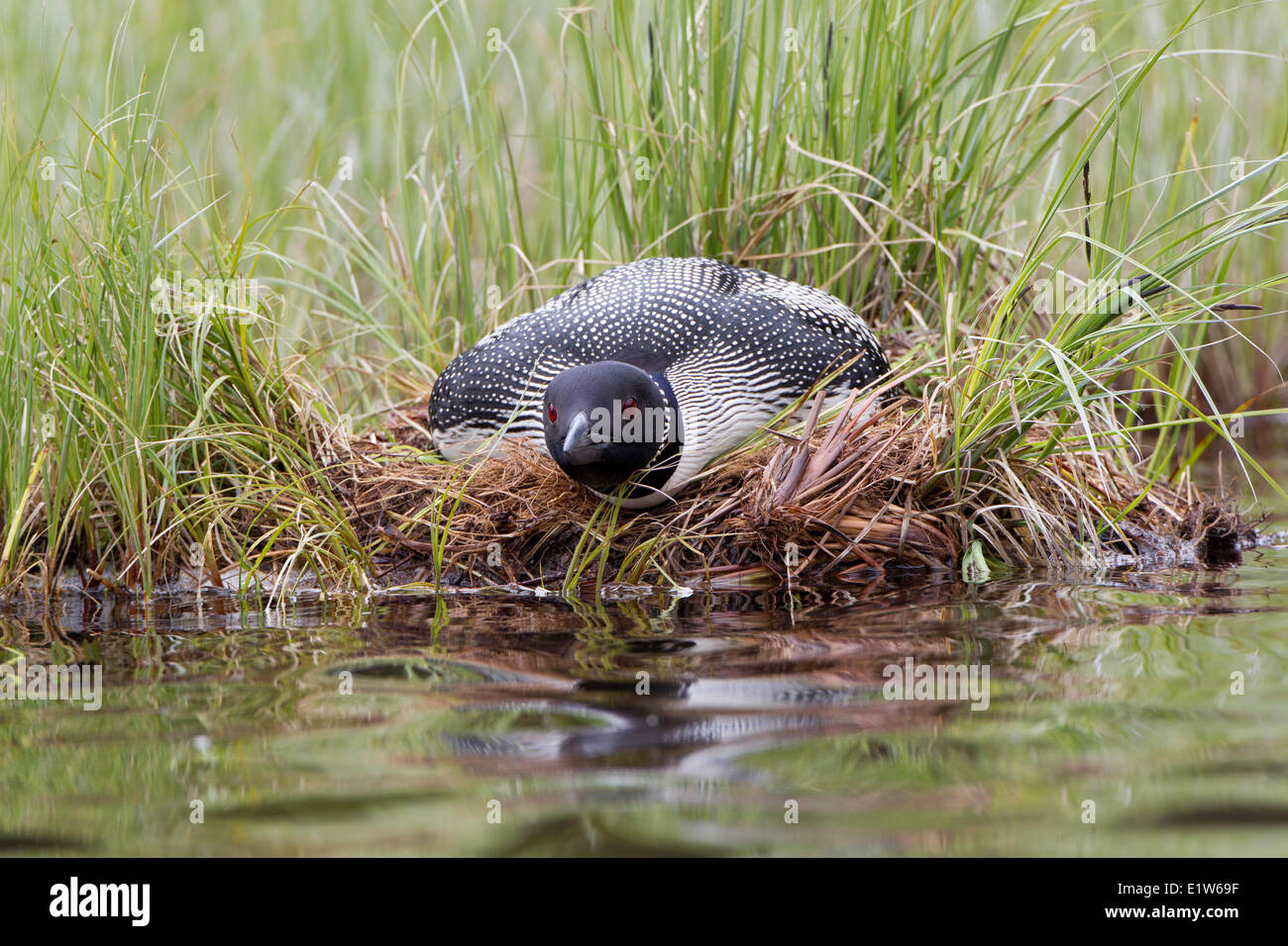 Common loon (Gavia immer), on nest, with head low in 'hangover position' to avoid detection,  interior British Columbia. Stock Photo