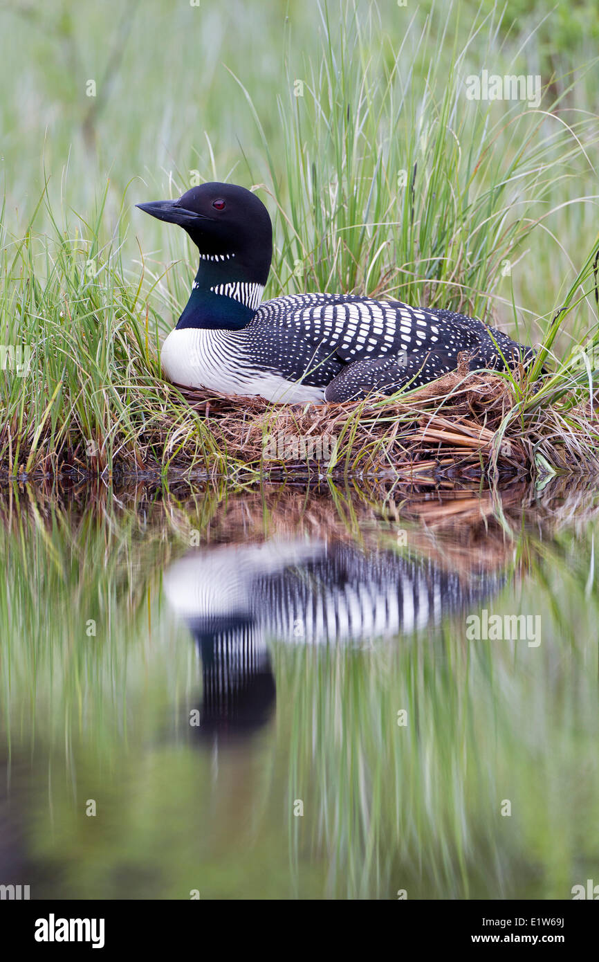 Common loon (Gavia immer), on nest,  interior British Columbia. Nest contains a newly hatched chick and one unhatched egg. Stock Photo