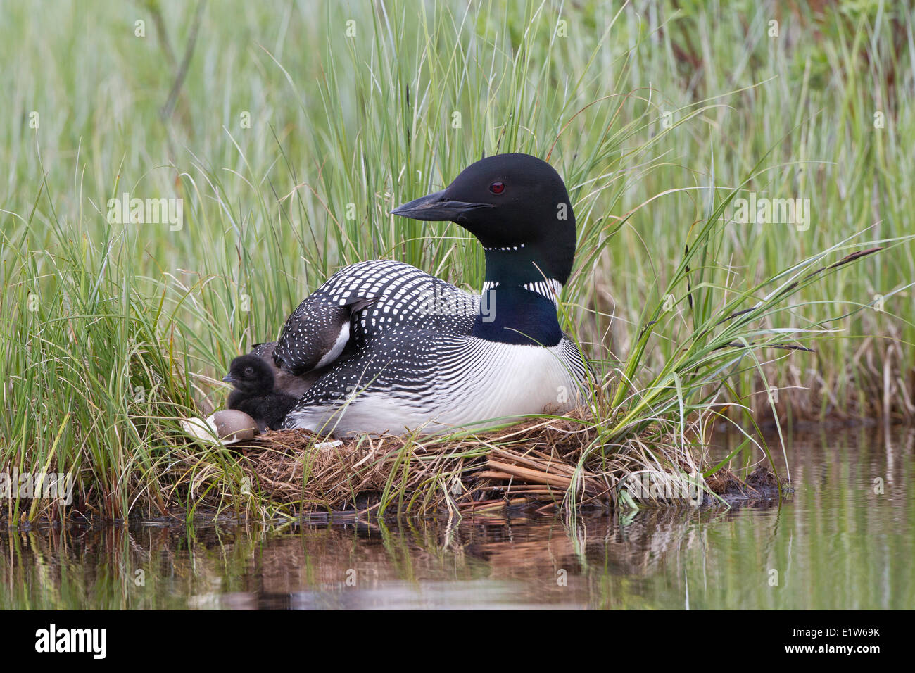 Common loon (Gavia immer) adult with chick on nest interior British Columbia. The less-than-a-day old chick is next to the Stock Photo
