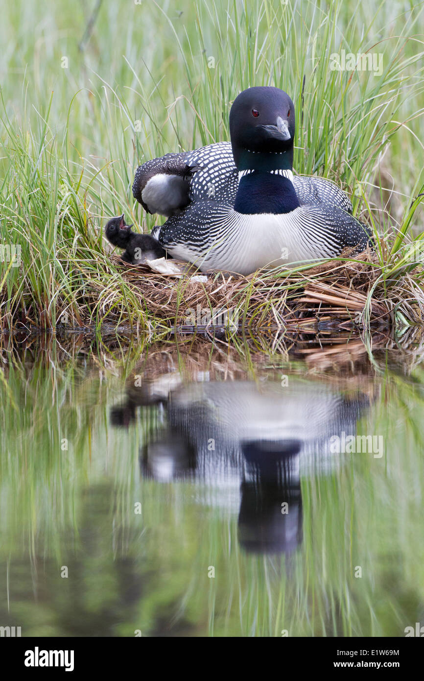 Common loon (Gavia immer) chick on nest  interior British Columbia.  The less-than-a-day old chick is under the adult's right Stock Photo